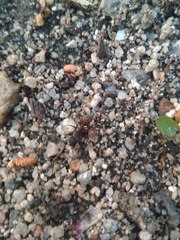 Camponotus cruentatus