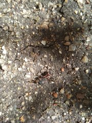 Camponotus cruentatus