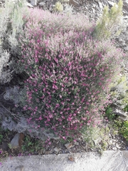 Indigofera complicata