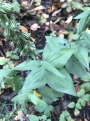 Epipactis helleborine