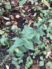 Epipactis helleborine