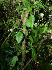 Miconia neoepiphytica