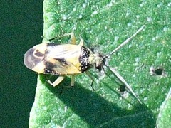 Plagiognathus blatchleyi