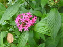 Pentas