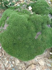 Astragalus balearicus