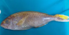 Goldflag Jobfish photo 4