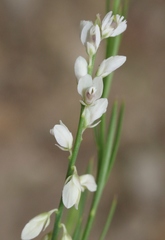 Polygala hemipterocarpa