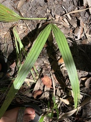 Trachycarpus fortunei