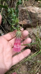 Cirsium arizonicum arizonicum