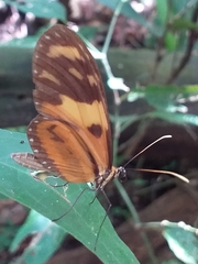 Mechanitis lysimnia macrinus