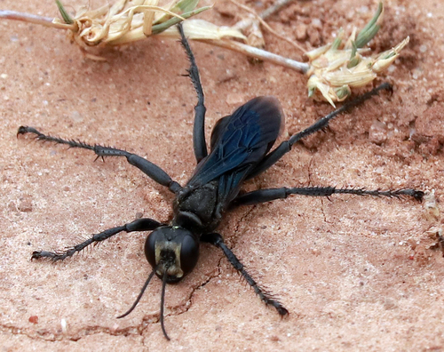 Prionyx atratus
