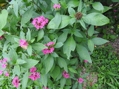 Pentas