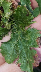 Dasineura crataegi