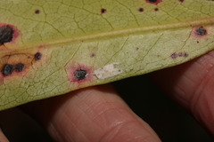 Pulvinaria floccifera