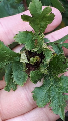 Dasineura crataegi