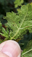 Dasineura crataegi