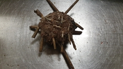 Cidaris cidaris