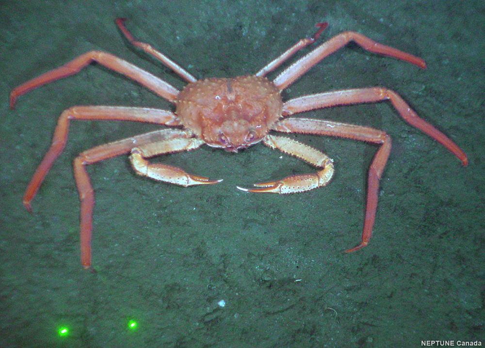 Grooved Tanner Crab