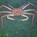 Grooved Tanner Crab - Photo (c) Ocean Networks Canada, some rights reserved (CC BY-NC-SA)