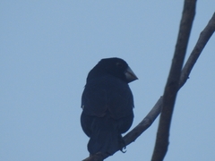 Sporophila crassirostris