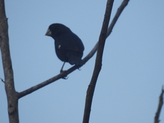 Sporophila crassirostris