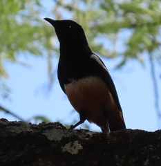 Thamnolaea cinnamomeiventris autochthones