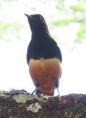 Thamnolaea cinnamomeiventris autochthones