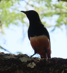 Thamnolaea cinnamomeiventris autochthones