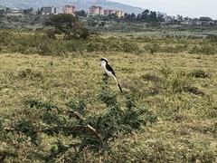 Lanius excubitoroides