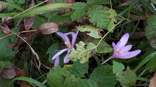 Colchicum autumnale