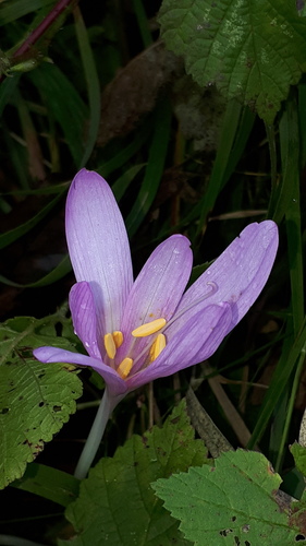 Colchicum autumnale