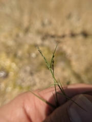 Muhlenbergia utilis