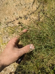 Muhlenbergia utilis