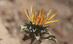 Chaetanthera glabrata