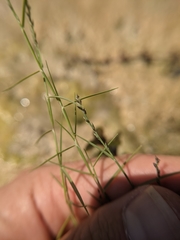 Muhlenbergia utilis