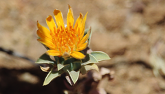 Chaetanthera glabrata