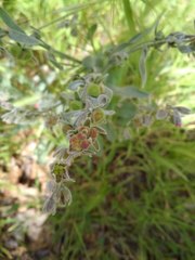 Cynoglossum cheirifolium