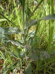 Cynoglossum cheirifolium
