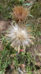 Cirsium arizonicum arizonicum
