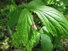 Parasyrphus malinellus