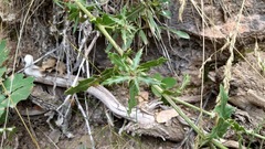 Cirsium arizonicum arizonicum
