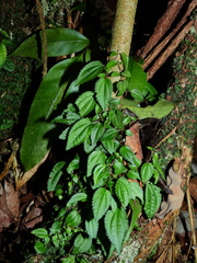 Miconia neoepiphytica