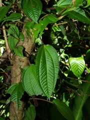 Miconia neoepiphytica
