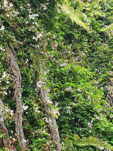 Jasminum polyanthum