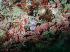 Prostheceraeus roseus