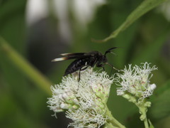 Pompiliodes albomarginata