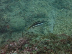 Symphodus doderleini