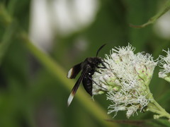 Pompiliodes albomarginata