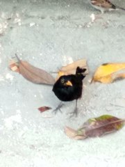 Turdus merula