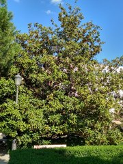 Magnolia grandiflora